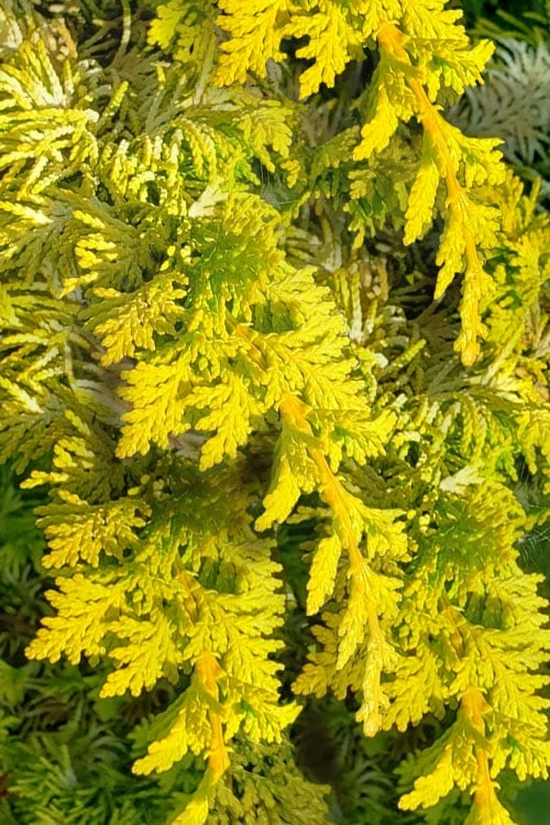 Golden Fernspray Hinoki Cypress - 3 Gallon Pot - Image 4