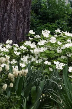 Suwannee Squat Dwarf Flowering Dogwood - 3 Gallon Pot