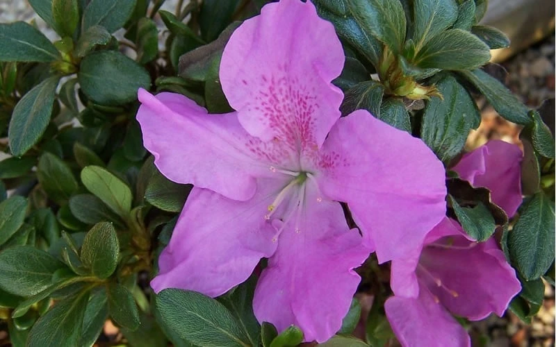 Autumn Lilac Encore Azalea - 1 Gallon Pot - Image 5