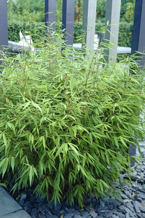 Sunset Glow Clumping Bamboo (Fargesia Rufa) - 3 Gallon Pot - Image 7