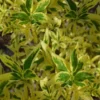 Believe It Or Not Forsythia - 2 Gallon Pot