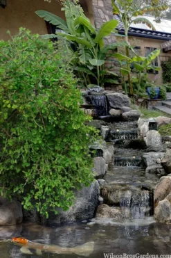 Weeping Wonder Dwarf Ginkgo Tree - 2 Gallon Pot