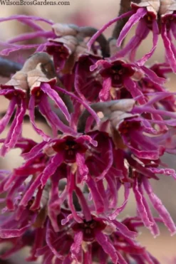 Amethyst Witch Hazel (Hamamelis Vernalis) - 7 Gallon Pot (3-4')