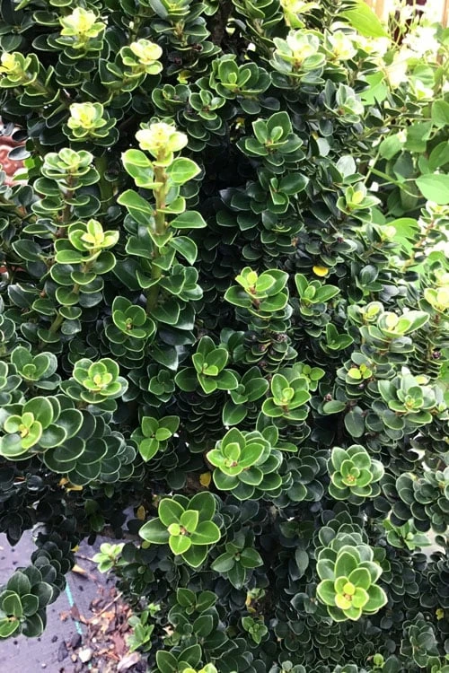 Dwarf Pagoda Japanese Holly - 1 Gallon Pot - Image 4