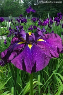 Summer Storm Japanese Iris (Iris Ensata) - 1 Gallon Pot