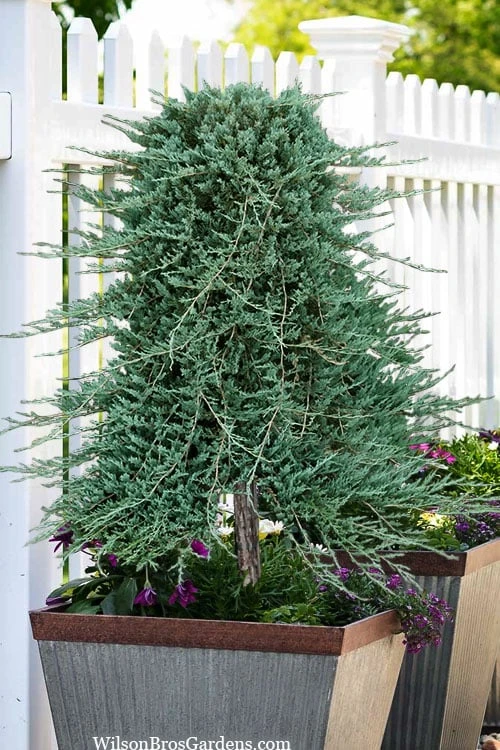 Blue Rug Juniper Tree Form Topiary - 3 Gallon Pot - Image 4