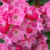 Show Time Mountain Laurel (Kalmia Latifolia) - 3 Gallon Pot