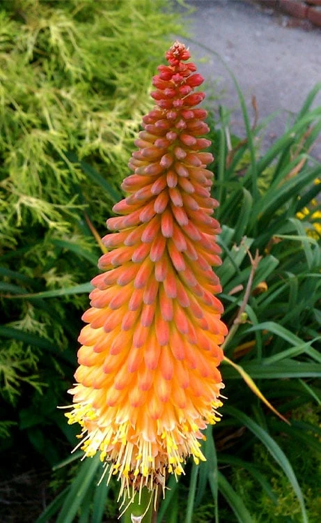 Alcazar Red Hot Poker (Kniphofia) - 1 Gallon Pot - Image 6