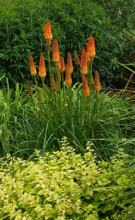 Alcazar Red Hot Poker (Kniphofia) - 1 Gallon Pot - Image 5