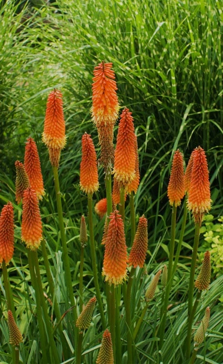 Alcazar Red Hot Poker (Kniphofia) - 1 Gallon Pot - Image 4