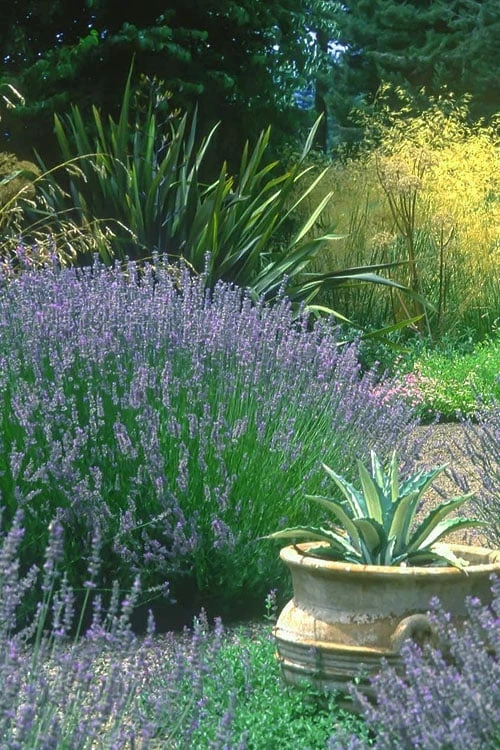 Provence French Lavender - 5 Pack Of Quart Pots