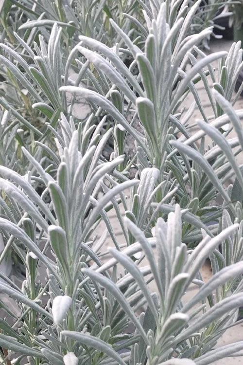 Sensational Lavender - 1 Gallon Pot - Image 4