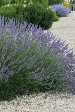 Grosso Lavender - 10" Patio Pot