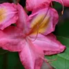 Country Cousin Pink Aromi Azalea (Rhododendron Hybrid) - 1 Gallon Pot