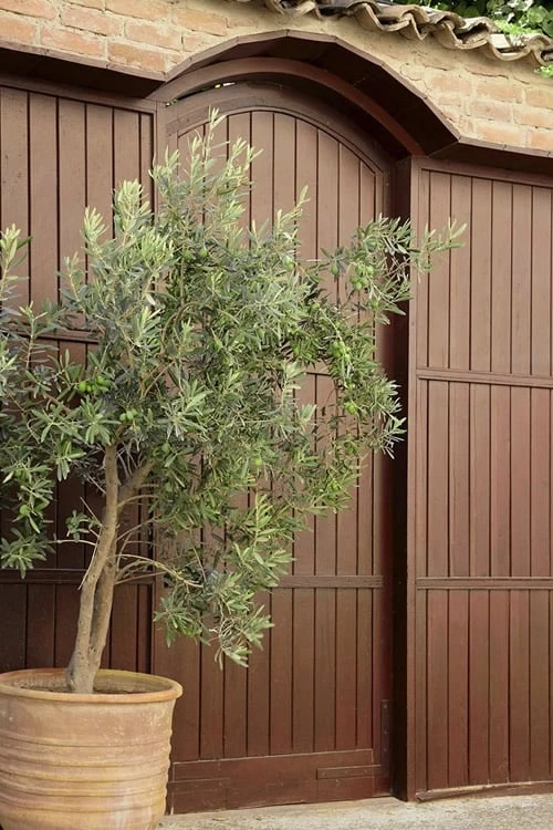 Arbequina Olive Tree - 7 Gallon Pot (3-4') - Image 5