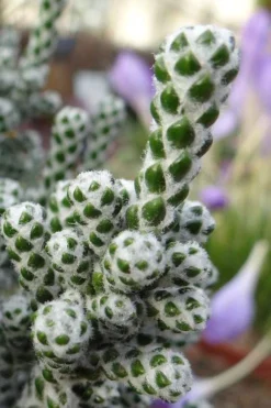 Coral Shrub (Ozothamnus Coralloides) - 2 Gallon Pot