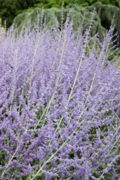 Russian Sage (Perovskia Atriplicifolia) - 1 Gallon Pot