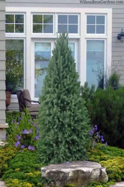 Dwarf Columnar Norway Spruce (Picea Abies 'Fastigiata Compacta') - 1 Gallon Pot