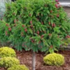 Pusch Dwarf Norway Spruce Topiary Tree - 3 Gallon Pot