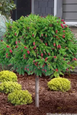 Pusch Dwarf Norway Spruce Topiary Tree - 3 Gallon Pot