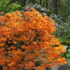 Andrew J. Boike Alabama Flame Native Azalea Azalea - 3 Gallon Pot