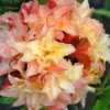 Cannon's Double Exbury Azalea (Rhdodendron) - 2 Gallon Pot