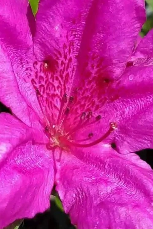 Congo Purple Azalea - 3 Gallon Pot - Image 4