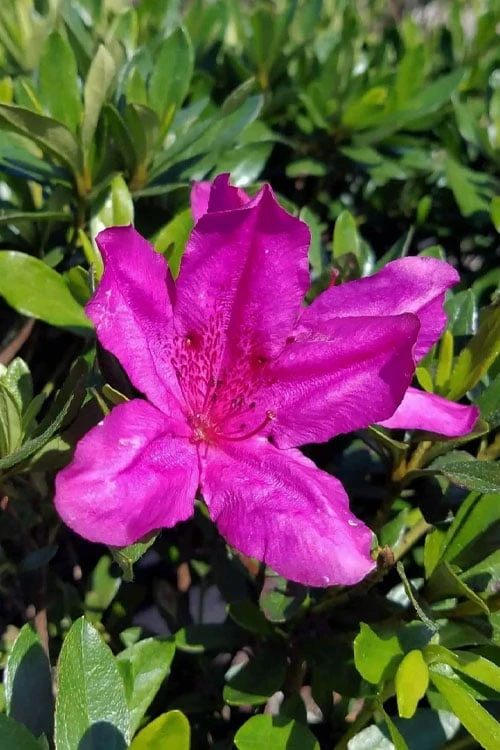 Congo Purple Azalea - 3 Gallon Pot - Image 5