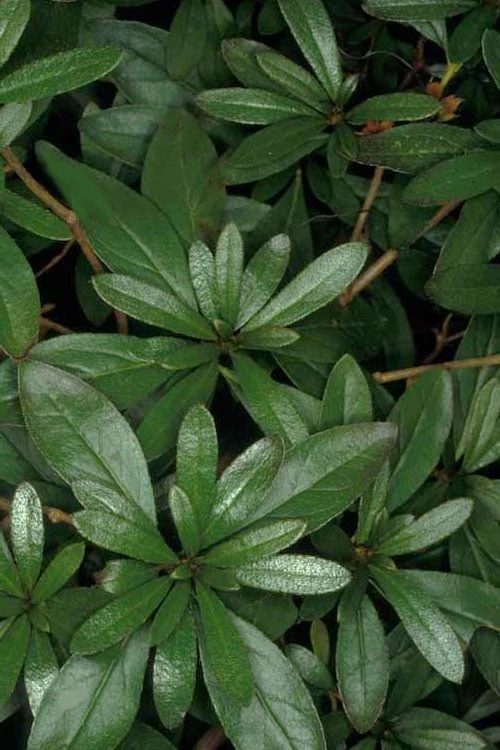 Congo Purple Azalea - 3 Gallon Pot - Image 6