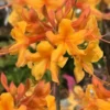 Kate Native Azalea (Rhododendron Hybrid) - 3 Gallon Pot