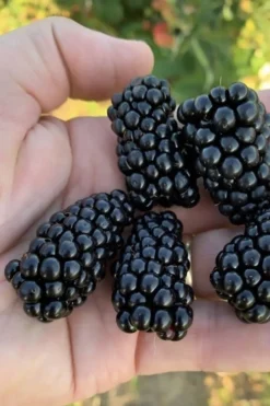 Prime Ark Horizon Blackberry Plant - 1 Gallon Pot