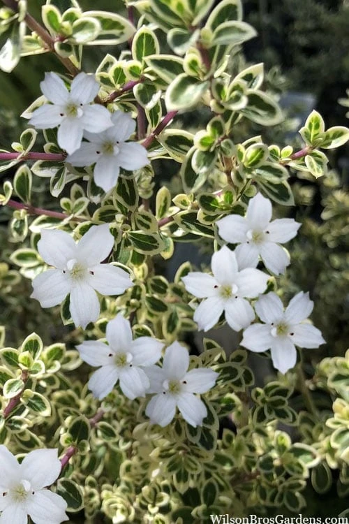 Variegated Snowbush (Serissa Japonica) - 3 Gallon Pot - Image 4
