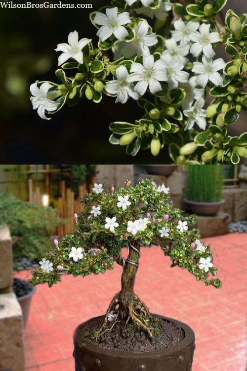 Variegated Snowbush (Serissa Japonica) - 3 Gallon Pot - Image 5