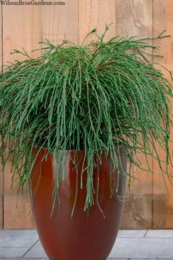 Whipcord Arborvitae - Thuja Plicata 'Whipcord' -1 Gallon Pot