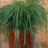 Whipcord Arborvitae (Thuja Plicata 'Whipcord') - 2 Gallon Pot