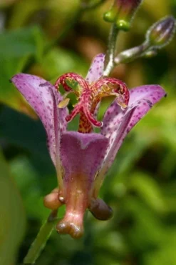 Gilt Edge Toad Lily (Tricyrtis Formosana) - 1 Gallon Pot