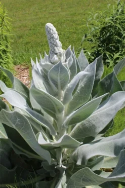 Giant Silver Mullien (Verbascum Bombyciferum) - 1 Gallon Pot
