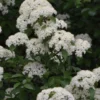 Blackhaw Viburnum - 3 Pack Of 1.5 Quart Pots